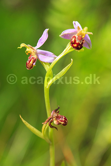 Biblomst. Den sj�ldne Bi blomst eller Bi-ophrys ved Himmelev Skov; Ophrys apifera; Himmelev Skov; ; ; planter; orkid�er, orkideer, blomster