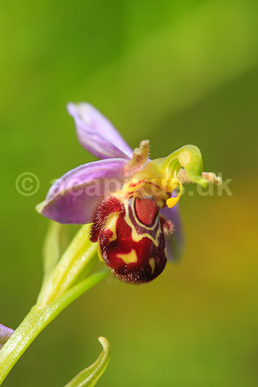 Biblomst. Den sj�ldne Bi blomst eller Bi-ophrys ved Himmelev Skov; Ophrys apifera; Himmelev Skov; ; ; planter; orkid�er, orkideer, blomster