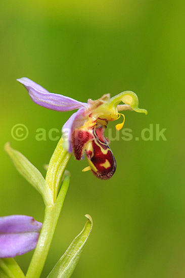 Biblomst. Den sj�ldne Bi blomst eller Bi-ophrys ved Himmelev Skov; Ophrys apifera; Himmelev Skov; ; ; planter; orkid�er, orkideer, blomster