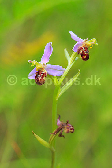 Biblomst. Den sj�ldne Bi blomst eller Bi-ophrys ved Himmelev Skov; Ophrys apifera; Himmelev Skov; ; ; planter; orkid�er, orkideer, blomster