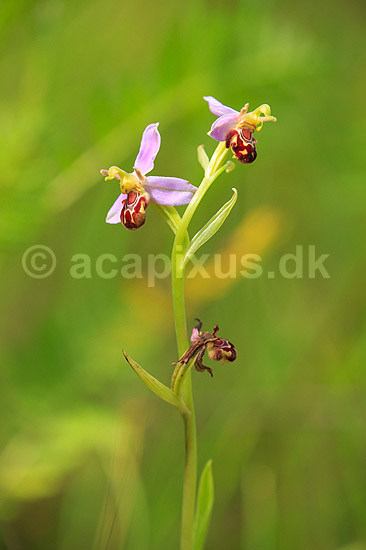 Biblomst. Den sj�ldne Bi blomst eller Bi-ophrys ved Himmelev Skov; Ophrys apifera; Himmelev Skov; ; ; planter; orkid�er, orkideer, blomster