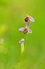 Biblomst. Den sj�ldne Bi blomst eller Bi-ophrys ved Himmelev Skov Ophrys apifera Himmelev Skov   planter orkid�er, orkideer, blomster