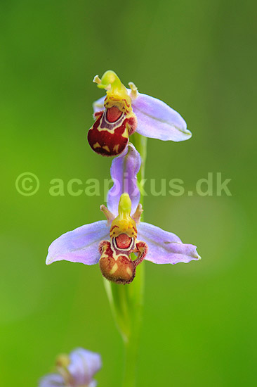 Biblomst. Den sj�ldne Bi blomst eller Bi-ophrys ved Himmelev Skov; Ophrys apifera; Himmelev Skov; ; ; planter; orkid�er, orkideer, blomster