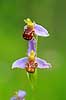 Biblomst. Den sj�ldne Bi blomst eller Bi-ophrys ved Himmelev Skov Ophrys apifera Himmelev Skov   planter orkid�er, orkideer, blomster