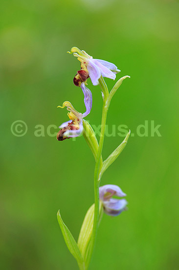 Biblomst. Den sj�ldne Bi blomst eller Bi-ophrys ved Himmelev Skov; Ophrys apifera; Himmelev Skov; ; ; planter; orkid�er, orkideer, blomster