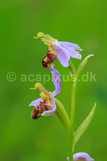Biblomst. Den sj�ldne Bi blomst eller Bi-ophrys ved Himmelev Skov; Ophrys apifera; Himmelev Skov; ; ; planter; orkid�er, orkideer, blomster