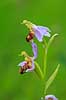 Biblomst. Den sj�ldne Bi blomst eller Bi-ophrys ved Himmelev Skov Ophrys apifera Himmelev Skov   planter orkid�er, orkideer, blomster
