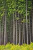 Granskov. Tr�stammer i kanten af granskov p� Almindingen p� Bornholm  Almindingen / Bornholm   planter 
