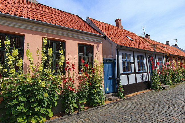 R�nne. Gamle bindingsv�rkshuse med stokroser i R�nne; ; R�nne / Bornholm; Danmark; ; ; 