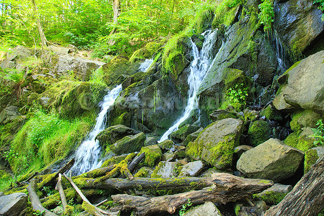 D�ndalsfaldet. Vandfald p�  D�ndale�en med mosbegroede tr�stammer i D�ndalen. Danmarks st�rste vandfald p� ca 20 meter; ; D�ndalen / Bornholm; Danmark; ; ; vandl�b, �er, spr�kkedale, Natura 2000