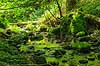 D�ndale�en. D�ndale�en med mosbegroede sten i D�ndalen  D�ndalen / Bornholm Danmark   vandl�b, �er, spr�kkedale, Natura 2000
