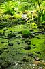 D�ndale�en. D�ndale�en med mosbegroede sten i D�ndalen  D�ndalen / Bornholm Danmark   vandl�b, �er, spr�kkedale, Natura 2000