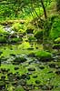 D�ndale�en. D�ndale�en med mosbegroede sten i D�ndalen  D�ndalen / Bornholm Danmark   vandl�b, �er, spr�kkedale, Natura 2000