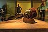 Grauballemanden. Grauballe manden, mosefund fra Nebel udstillet p� Moesg�rd Museeum  Moesg�rd Museum / �rhus Danmark  Sev�rdigheder R�de Kristian, moselig, museer, Grauballemand