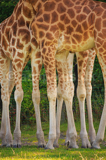 Girafben. Tolv ben fra 3 giraffer; Giraffa camelopardalis reticulata; ; ; ; pattedyr; Giraffer, Giraffidae, Parrett�ede hovdyr, Artiodactyla