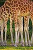 Girafben. Tolv ben fra 3 giraffer Giraffa camelopardalis reticulata    pattedyr Giraffer, Giraffidae, Parrett�ede hovdyr, Artiodactyla