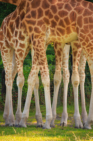 Girafben. Tolv ben fra 3 giraffer; Giraffa camelopardalis reticulata; ; ; ; pattedyr; Giraffer, Giraffidae, Parrett�ede hovdyr, Artiodactyla