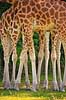 Girafben. Tolv ben fra 3 giraffer Giraffa camelopardalis reticulata    pattedyr Giraffer, Giraffidae, Parrett�ede hovdyr, Artiodactyla