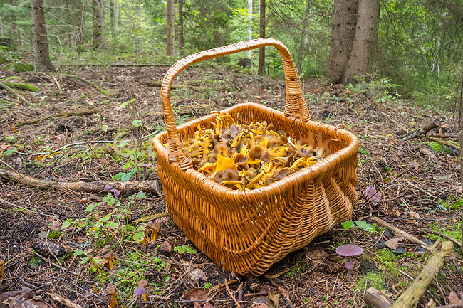 Svampekurv. En kurv fyldt med kantareller samlet i skoven; Cantharellus; Uvahult / Alsterbro / Kalmar L�n; Sverige; ; Svampe; Madlavning, spisesvampe