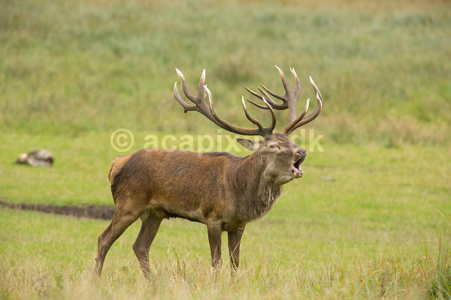 Kronhjort. Br�lende kronhjort i sit revir under brunstperioden; Cervus elaphus; J�gersborg Dyrehave / Sj�lland; ; ; pattedyr; Hjorte, kronhjorte, Cervidae, Parrett�ede hovdyr, Artiodactyla, Krondyr, Red deer, kronvildt, krondyr, kronhjorte, brunst, hjort