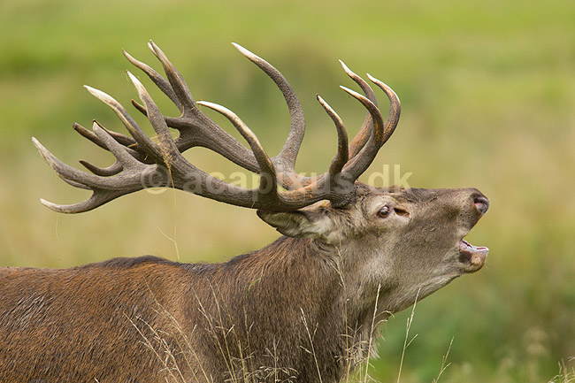 Kronhjort. Br�lende kronhjort i sit revir under brunstperioden; Cervus elaphus; J�gersborg Dyrehave / Sj�lland; ; ; pattedyr; Hjorte, kronhjorte, Cervidae, Parrett�ede hovdyr, Artiodactyla, Krondyr, Red deer, kronvildt, krondyr, kronhjorte, brunst, hjort
