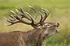 Kronhjort. Br�lende kronhjort i sit revir under brunstperioden Cervus elaphus J�gersborg Dyrehave / Sj�lland   pattedyr Hjorte, kronhjorte, Cervidae, Parrett�ede hovdyr, Artiodactyla, Krondyr, Red deer, kronvildt, krondyr, kronhjorte, brunst, hjort