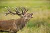 Kronhjort. Br�lende kronhjort i sit revir under brunstperioden Cervus elaphus J�gersborg Dyrehave / Sj�lland   pattedyr Hjorte, kronhjorte, Cervidae, Parrett�ede hovdyr, Artiodactyla, Krondyr, Red deer, kronvildt, krondyr, kronhjorte, brunst, hjort