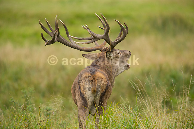 Kronhjort. Br�lende kronhjort i sit revir under brunstperioden; Cervus elaphus; J�gersborg Dyrehave / Sj�lland; ; ; pattedyr; Hjorte, kronhjorte, Cervidae, Parrett�ede hovdyr, Artiodactyla, Krondyr, Red deer, kronvildt, krondyr, kronhjorte, brunst, hjort