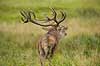 Kronhjort. Br�lende kronhjort i sit revir under brunstperioden Cervus elaphus J�gersborg Dyrehave / Sj�lland   pattedyr Hjorte, kronhjorte, Cervidae, Parrett�ede hovdyr, Artiodactyla, Krondyr, Red deer, kronvildt, krondyr, kronhjorte, brunst, hjort