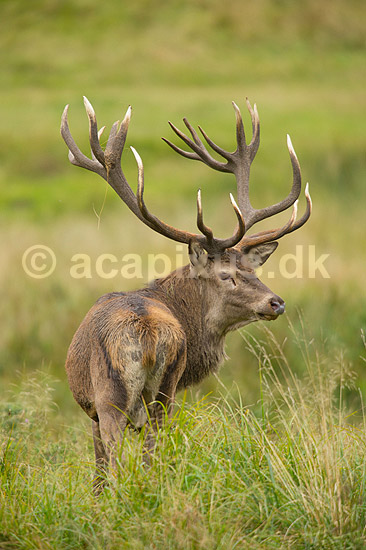 Kronhjort. Kronhjort i sit revir under brunstperioden; Cervus elaphus; J�gersborg Dyrehave / Sj�lland; ; ; pattedyr; Hjorte, kronhjorte, Cervidae, Parrett�ede hovdyr, Artiodactyla, Krondyr, Red deer, kronvildt, krondyr, kronhjorte, brunst, hjort