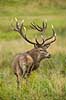 Kronhjort. Kronhjort i sit revir under brunstperioden Cervus elaphus J�gersborg Dyrehave / Sj�lland   pattedyr Hjorte, kronhjorte, Cervidae, Parrett�ede hovdyr, Artiodactyla, Krondyr, Red deer, kronvildt, krondyr, kronhjorte, brunst, hjort