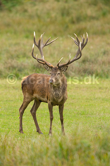 Kronhjort. Kronhjort i sit revir under brunstperioden; Cervus elaphus; J�gersborg Dyrehave / Sj�lland; ; ; pattedyr; Hjorte, kronhjorte, Cervidae, Parrett�ede hovdyr, Artiodactyla, Krondyr, Red deer, kronvildt, krondyr, kronhjorte, brunst, hjort