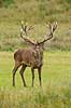 Kronhjort. Kronhjort i sit revir under brunstperioden Cervus elaphus J�gersborg Dyrehave / Sj�lland   pattedyr Hjorte, kronhjorte, Cervidae, Parrett�ede hovdyr, Artiodactyla, Krondyr, Red deer, kronvildt, krondyr, kronhjorte, brunst, hjort
