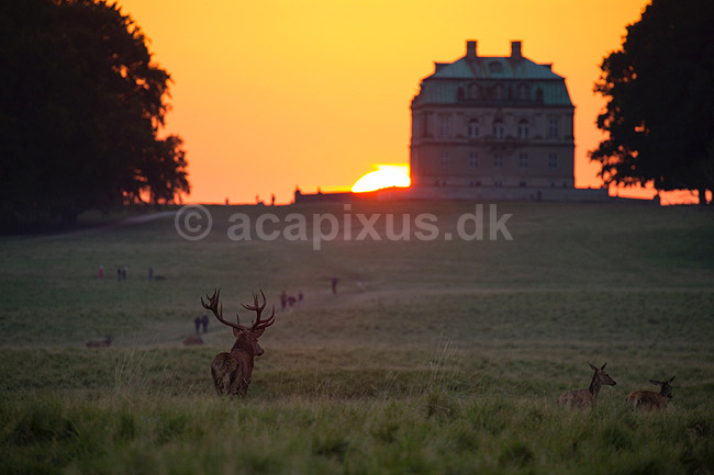 Kronhjort. Kronhjort foran Eremitageslottet ved solnedgang; Cervus elaphus; J�gersborg Dyrehave / Sj�lland; ; ; pattedyr; Hjorte, kronhjorte, Cervidae, Parrett�ede hovdyr, Artiodactyla, Krondyr, Red deer, kronvildt, krondyr, kronhjorte, brunst, hjort