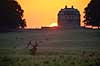 Kronhjort. Kronhjort foran Eremitageslottet ved solnedgang Cervus elaphus J�gersborg Dyrehave / Sj�lland   pattedyr Hjorte, kronhjorte, Cervidae, Parrett�ede hovdyr, Artiodactyla, Krondyr, Red deer, kronvildt, krondyr, kronhjorte, brunst, hjort