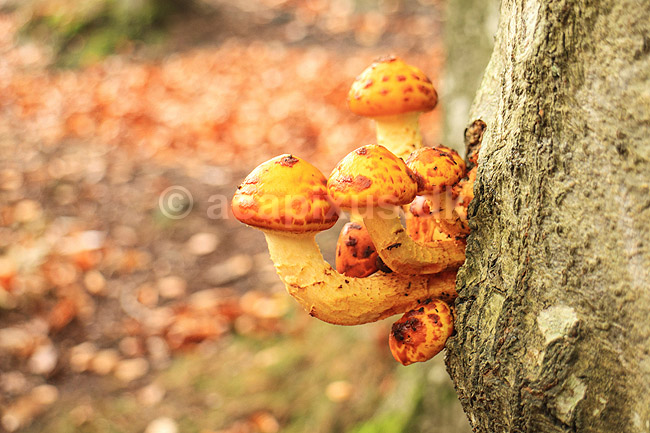 Svampe. Svampe gror p� tr�stamme i S�der�sen; ; Nationalpark S�der�sen; Sverige; ; Svampe; 