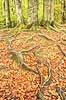 Skovbund. Nedfaldne efter�rsblade mellem tr�r�dder i skovbunden ved S�der�sen  Nationalpark S�der�sen Sverige   Efter�r, l�vfald, tr�er, skove