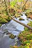 S�der�sen. Kv�rkeb�cken i bunden af den mosd�kkede dal p� S�der�sen  Nationalpark S�der�sen Sverige  Landskaber 