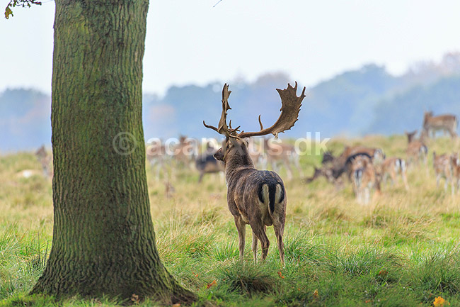 D�dyr. D�hjort p� brunstpladsen i Dyrehaven; Dama dama; J�gersborg Dyrehave / Sj�lland; ; ; pattedyr; Hjorte, Cervidae, Parrett�ede hovdyr, Artiodactyla, hjort, d�vildt, gevir, fuldskuffel, dr�vtygger, brunst, fallow deer, d�hjort, dovhjort, Dyrehaven