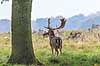 D�dyr. D�hjort p� brunstpladsen i Dyrehaven Dama dama J�gersborg Dyrehave / Sj�lland   pattedyr Hjorte, Cervidae, Parrett�ede hovdyr, Artiodactyla, hjort, d�vildt, gevir, fuldskuffel, dr�vtygger, brunst, fallow deer, d�hjort, dovhjort, Dyrehaven