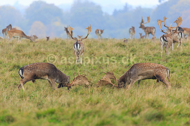 D�dyr. D�hjorte k�mper p� brunstpladsen i Dyrehaven; Dama dama; J�gersborg Dyrehave / Sj�lland; ; ; pattedyr; Hjorte, Cervidae, Parrett�ede hovdyr, Artiodactyla, hjort, d�vildt, gevir, fuldskuffel, dr�vtygger, brunst, fallow deer, d�hjort, dovhjort, Dyrehaven