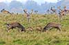 D�dyr. D�hjorte k�mper p� brunstpladsen i Dyrehaven Dama dama J�gersborg Dyrehave / Sj�lland   pattedyr Hjorte, Cervidae, Parrett�ede hovdyr, Artiodactyla, hjort, d�vildt, gevir, fuldskuffel, dr�vtygger, brunst, fallow deer, d�hjort, dovhjort, Dyrehaven