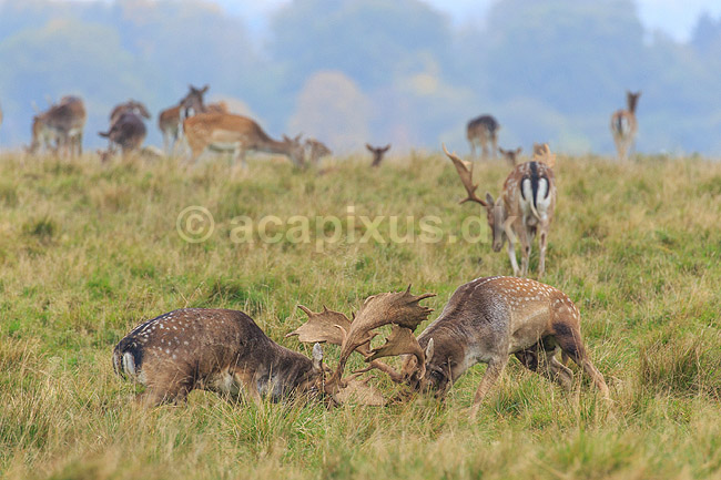 D�dyr. D�hjorte k�mper p� brunstpladsen i Dyrehaven; Dama dama; J�gersborg Dyrehave / Sj�lland; ; ; pattedyr; Hjorte, Cervidae, Parrett�ede hovdyr, Artiodactyla, hjort, d�vildt, gevir, fuldskuffel, dr�vtygger, brunst, fallow deer, d�hjort, dovhjort, Dyrehaven