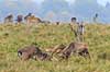 D�dyr. D�hjorte k�mper p� brunstpladsen i Dyrehaven Dama dama J�gersborg Dyrehave / Sj�lland   pattedyr Hjorte, Cervidae, Parrett�ede hovdyr, Artiodactyla, hjort, d�vildt, gevir, fuldskuffel, dr�vtygger, brunst, fallow deer, d�hjort, dovhjort, Dyrehaven