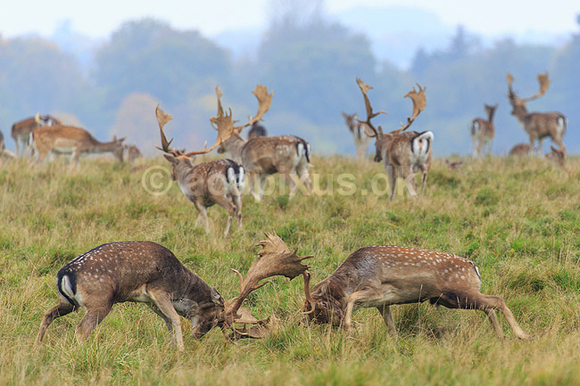 D�dyr. D�hjorte k�mper p� brunstpladsen i Dyrehaven; Dama dama; J�gersborg Dyrehave / Sj�lland; ; ; pattedyr; Hjorte, Cervidae, Parrett�ede hovdyr, Artiodactyla, hjort, d�vildt, gevir, fuldskuffel, dr�vtygger, brunst, fallow deer, d�hjort, dovhjort, Dyrehaven