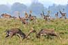 D�dyr. D�hjorte k�mper p� brunstpladsen i Dyrehaven Dama dama J�gersborg Dyrehave / Sj�lland   pattedyr Hjorte, Cervidae, Parrett�ede hovdyr, Artiodactyla, hjort, d�vildt, gevir, fuldskuffel, dr�vtygger, brunst, fallow deer, d�hjort, dovhjort, Dyrehaven