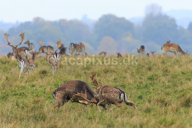 D�dyr. D�hjorte k�mper p� brunstpladsen i Dyrehaven; Dama dama; J�gersborg Dyrehave / Sj�lland; ; ; pattedyr; Hjorte, Cervidae, Parrett�ede hovdyr, Artiodactyla, hjort, d�vildt, gevir, fuldskuffel, dr�vtygger, brunst, fallow deer, d�hjort, dovhjort, Dyrehaven