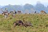 D�dyr. D�hjorte k�mper p� brunstpladsen i Dyrehaven Dama dama J�gersborg Dyrehave / Sj�lland   pattedyr Hjorte, Cervidae, Parrett�ede hovdyr, Artiodactyla, hjort, d�vildt, gevir, fuldskuffel, dr�vtygger, brunst, fallow deer, d�hjort, dovhjort, Dyrehaven