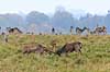 D�dyr. D�hjorte k�mper p� brunstpladsen i Dyrehaven Dama dama J�gersborg Dyrehave / Sj�lland   pattedyr Hjorte, Cervidae, Parrett�ede hovdyr, Artiodactyla, hjort, d�vildt, gevir, fuldskuffel, dr�vtygger, brunst, fallow deer, d�hjort, dovhjort, Dyrehaven