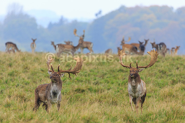 D�dyr. D�hjorte k�mper p� brunstpladsen i Dyrehaven; Dama dama; J�gersborg Dyrehave / Sj�lland; ; ; pattedyr; Hjorte, Cervidae, Parrett�ede hovdyr, Artiodactyla, hjort, d�vildt, gevir, fuldskuffel, dr�vtygger, brunst, fallow deer, d�hjort, dovhjort, Dyrehaven